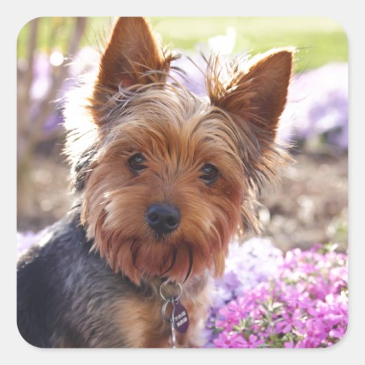 Yorkshire Terrier Vierkante Sticker (Voorkant)