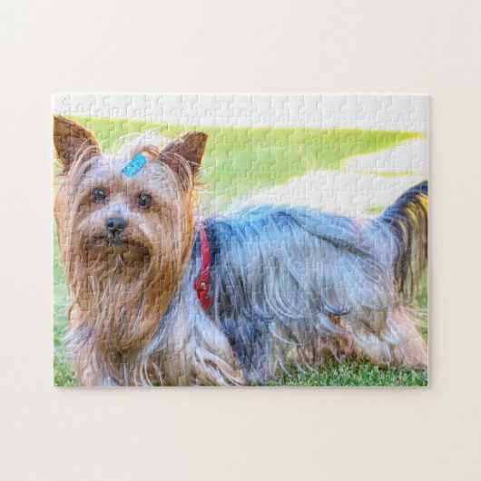 Yorkshire Terrier Yorkie Breed Dog Puppy Legpuzzel (Horizontaal)