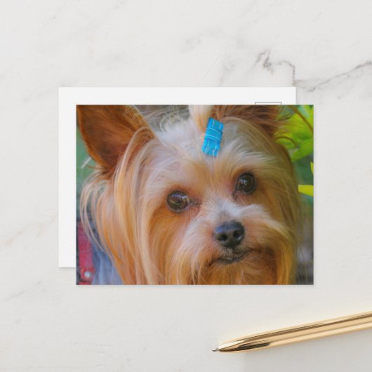 Yorkshire Terrier Yorkie Favorite Breed Briefkaart (Voorkant / Achterkant in situ)