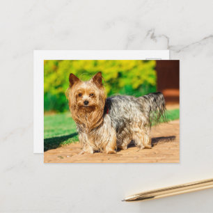Yorkshire Terrier Yorkie Favorite Breed Briefkaart