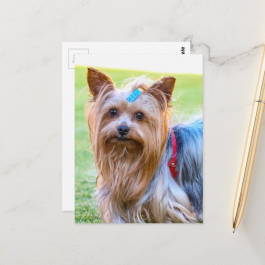 Yorkshire Terrier Yorkie Favorite Breed Briefkaart (Voorkant / Achterkant in situ)