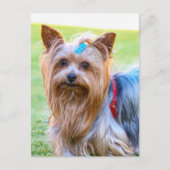 Yorkshire Terrier Yorkie Favorite Breed Briefkaart (Voorkant)