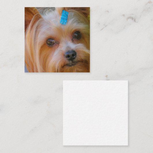 Yorkshire Terrier Yorkie Favorite Breed Informatiekaartje (Voorkant / Achterkant)