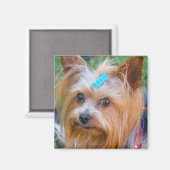 Yorkshire Terrier Yorkie Favorite Breed Magneet (Voorkant / Achterkant)