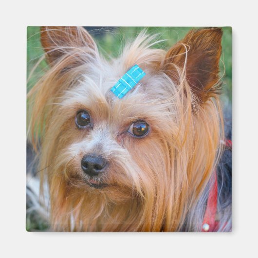 Yorkshire Terrier Yorkie Favorite Breed Magneet (Voorkant)