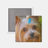 Yorkshire Terrier Yorkie Favorite Breed Magneet (Voorkant / Achterkant)
