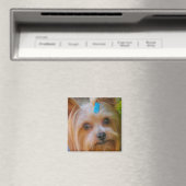 Yorkshire Terrier Yorkie Favorite Breed Magneet (Insitu (Vaatwasser))