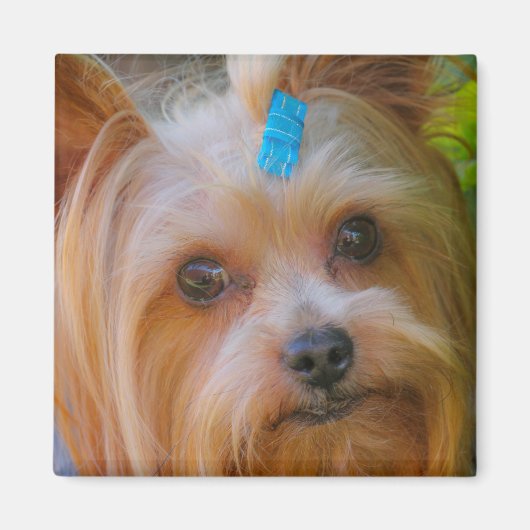 Yorkshire Terrier Yorkie Favorite Breed Magneet (Voorkant)