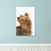 Yorkshire Terrier / Yorkie. Levend ras van Canvas Afdruk (Insitu (Houten vloer))