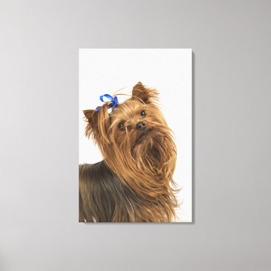 Yorkshire Terrier / Yorkie. Levend ras van Canvas Afdruk (Voorkant)