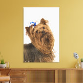 Yorkshire Terrier / Yorkie. Levend ras van Canvas Afdruk (Insitu (Woonkamer))