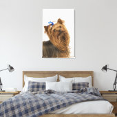Yorkshire Terrier / Yorkie. Levend ras van Canvas Afdruk (Insitu (Slaapkamer))