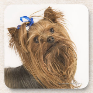 Yorkshire Terrier / Yorkie. Levend ras van Drankjes Onderzetter