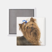 Yorkshire Terrier / Yorkie. Levend ras van Magneet (Voorkant / Achterkant)