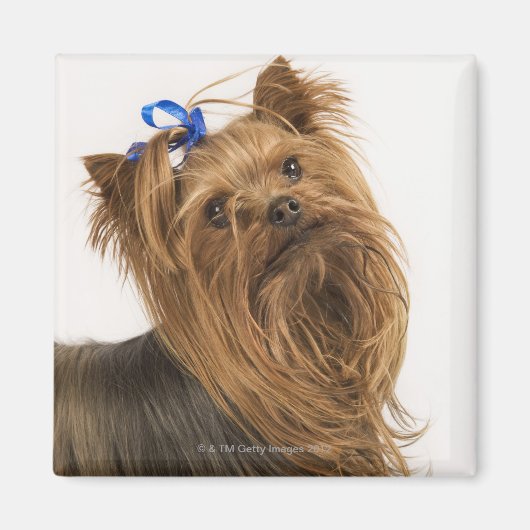 Yorkshire Terrier / Yorkie. Levend ras van Magneet (Voorkant)