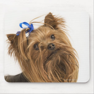 Yorkshire Terrier / Yorkie. Levend ras van Muismat