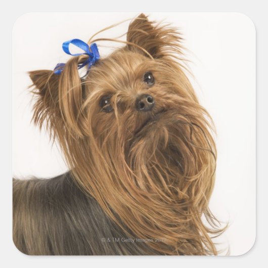Yorkshire Terrier / Yorkie. Levend ras van Vierkante Sticker (Voorkant)
