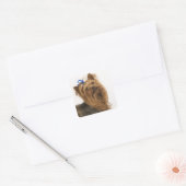Yorkshire Terrier / Yorkie. Levend ras van Vierkante Sticker (Envelop)