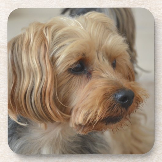 Yorkshire Terrier Zac Bier Onderzetter (Voorkant)