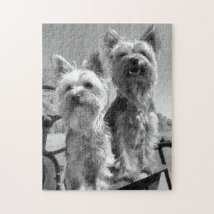 Yorkshire Terriers, Black en White, Legpuzzel