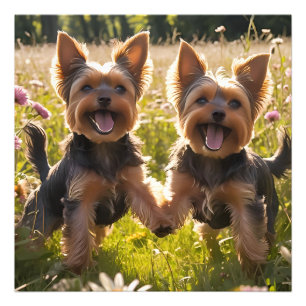 Yorkshire Terriers die in het gras spelen Foto Afdruk