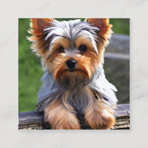 Yorkshire Terriers, of "Yorkkies" als 'Affec' Vierkante Visitekaartje