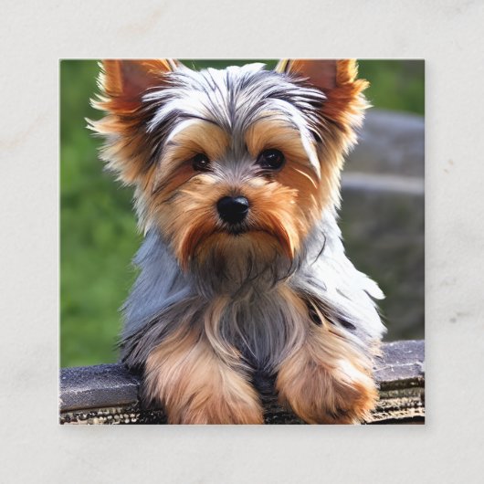 Yorkshire Terriers, of "Yorkkies" als 'Affec' Vierkante Visitekaartje (Voorkant)