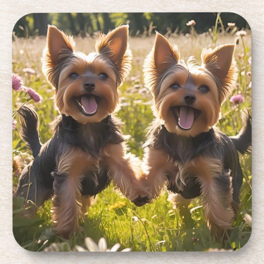 Yorkshire Terriers spelen in het gras Bier Onderzetter (Voorkant)