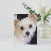 Yorkshire (Yorkie)/Shih Tzu Briefkaarten (Staand voorkant)