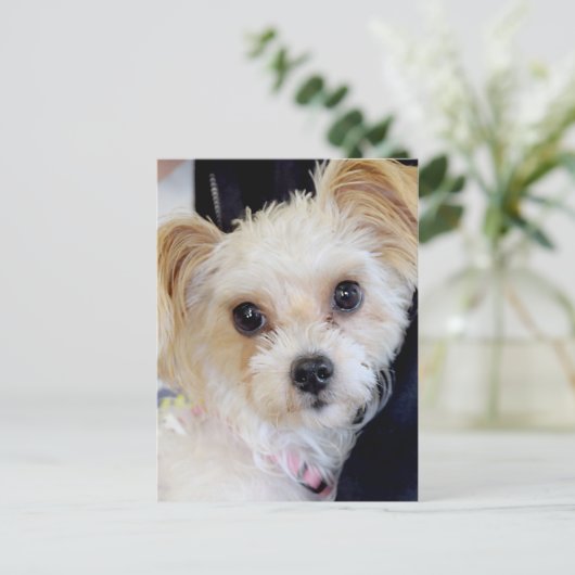 Yorkshire (Yorkie)/Shih Tzu Briefkaarten (Staand voorkant)