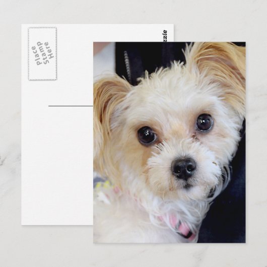 Yorkshire (Yorkie)/Shih Tzu Briefkaarten (Voorkant / Achterkant)