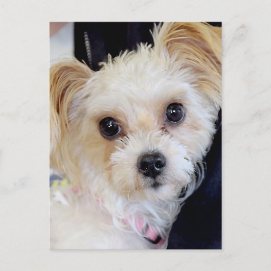 Yorkshire (Yorkie)/Shih Tzu Briefkaarten (Voorkant)