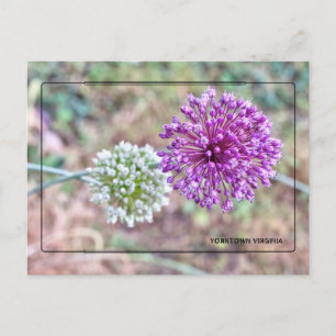 Yorktown Onion Ansichtkaart – Historisch Virginia Briefkaart