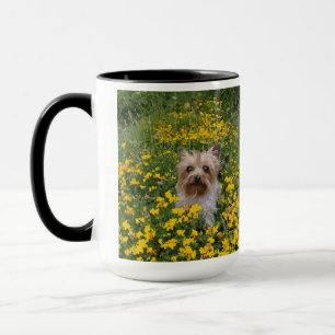 Yorshire Terrier veld Mok