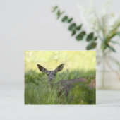 Yosemite Deer Briefkaart (Staand voorkant)