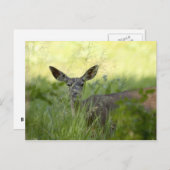 Yosemite Deer Briefkaart (Voorkant / Achterkant)