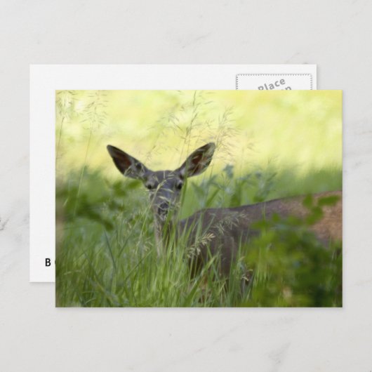 Yosemite Deer Briefkaart (Voorkant / Achterkant)