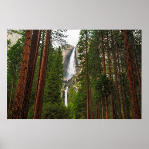 Yosemite-Herfsten door het bos Poster