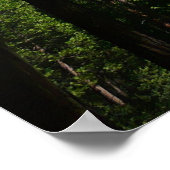 Yosemite Herfsten en Bossen Poster (Hoek)