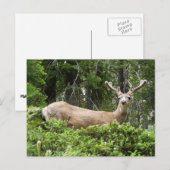 Yosemite Herten Natuur Fotografie Briefkaart (Voorkant / Achterkant)