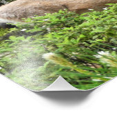 Yosemite Herten Natuur Fotografie Foto Afdruk (Hoek)