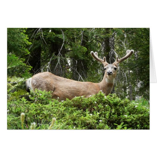 Yosemite Herten Natuurfotografie (Voorkant Horizontaal)