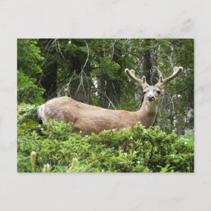 Yosemite Herten Natuurfotografie Briefkaart