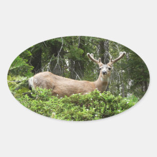 Yosemite Herten Natuurfotografie Ovale Sticker