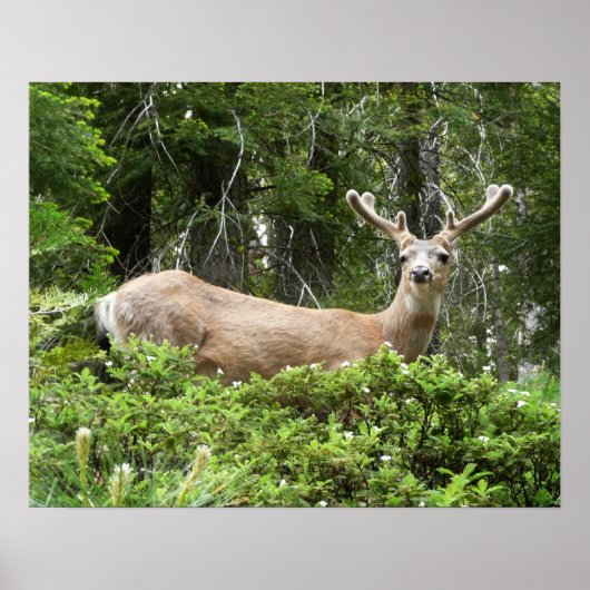 Yosemite Herten Natuurfotografie Poster (Voorkant)