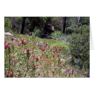 Yosemite in Springtime:  Harlequin Lupine