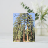 Yosemite National Park Sequoia Tree Briefkaart (Staand voorkant)
