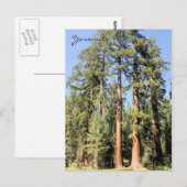 Yosemite National Park Sequoia Tree Briefkaart (Voorkant / Achterkant)