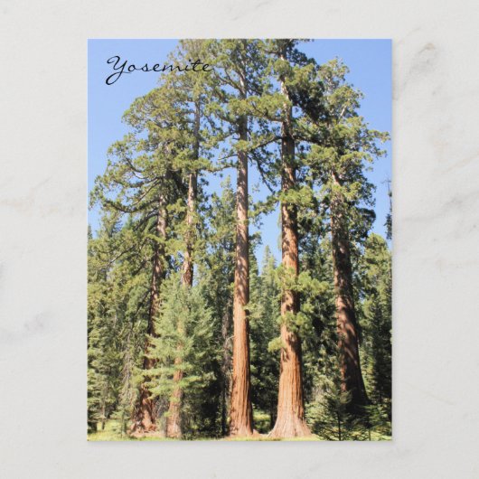 Yosemite National Park Sequoia Tree Briefkaart (Voorkant)