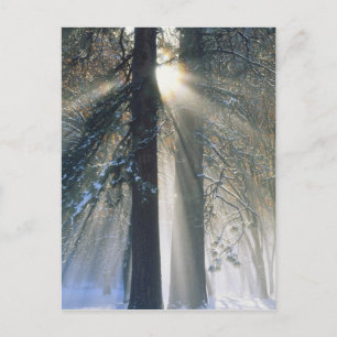 Yosemite National Park - Zonnestralen schijnen Briefkaart
